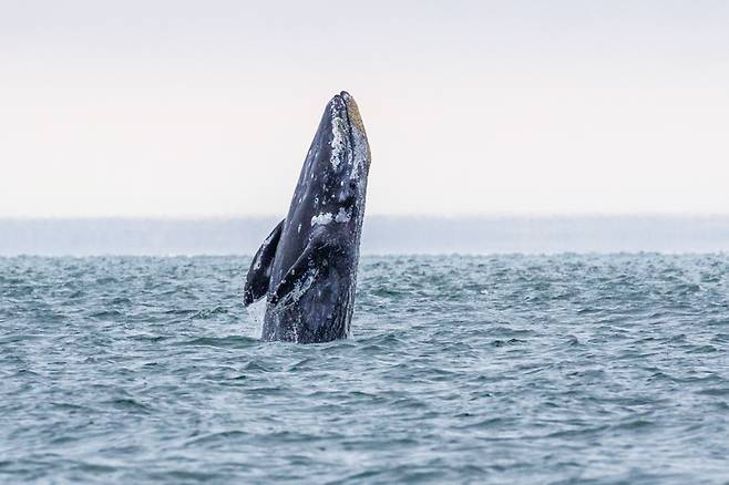 수면 밖으로 점프하는 귀신고래Gray Whale. 최대 16m까지 자라며 70세까지 사는 것으로 알려져 있다. 수면 밖으로 비상하는 장면을 보기 위해 관광객이 몰릴 정도로 미국 동부해안의 스타 포유류다. 사진 셔터스톡.
