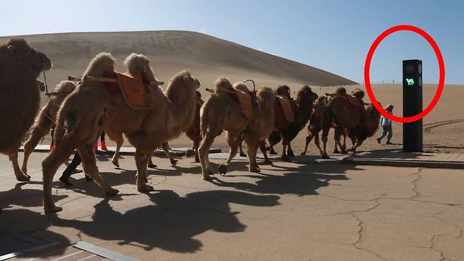 중국 간쑤성 둔황시에 세워진 세계 최초 ‘낙타 전용 신호등’. 사진=영상 캡쳐