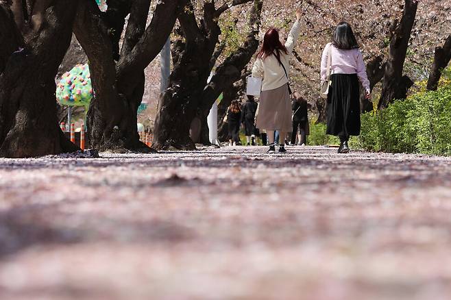 여의도 봄꽃축제가 시작된 지난 5일 서울 영등포구 윤중로 벚꽃길을 찾은 시민들이 여유롭게 관람하고 있다. 연합뉴스