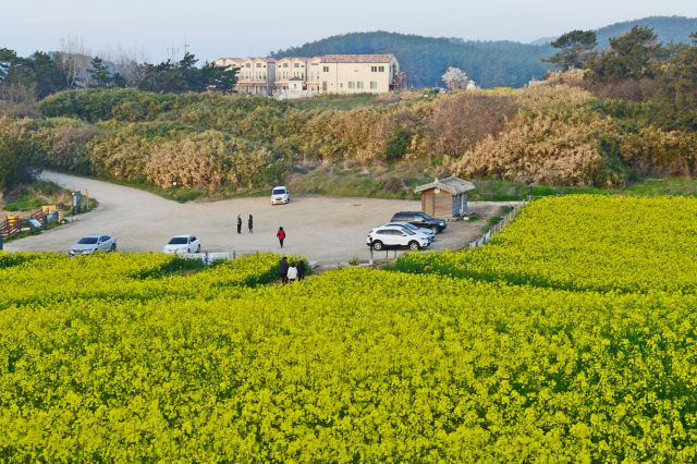 수성당 앞 유채밭에는 노란 꽃이 만개해 구릉을 뒤덮고 있다.