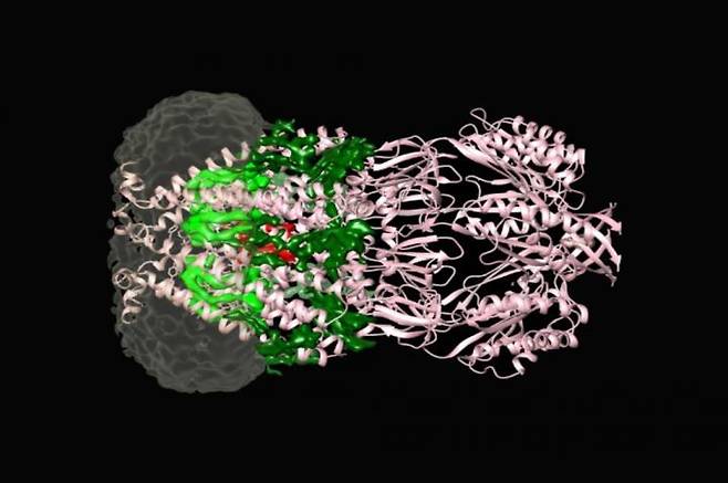 MscS 단백질과 관련 지질 나노 디스크(회색) 위에 올려진 MscS 채널 단백질(분홍색)과 관련 지질(옅은 녹색·짙은 녹색·적색).  [록펠러대 분자 전자현미경 실험실 / 재판매 및 DB 금지]