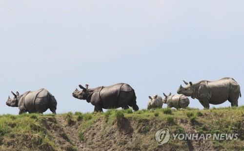 네팔과 인도에 서식하는 외뿔 코뿔소 [EPA=연합뉴스 자료사진]