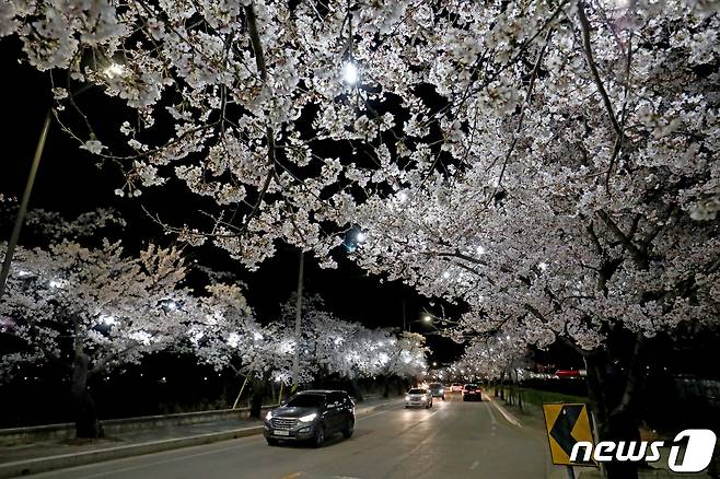 강릉 경포대 벚꽃길.(자료사진) © News1
