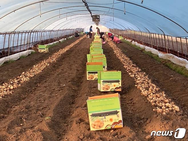 전북 완주군이 농업인월급제를 전 품목으로 확대해 시행한다. 사진은 감자농장.(장수군제공)2021.4.15/뉴스1