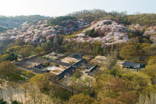 한국민속촌 봄 풍경