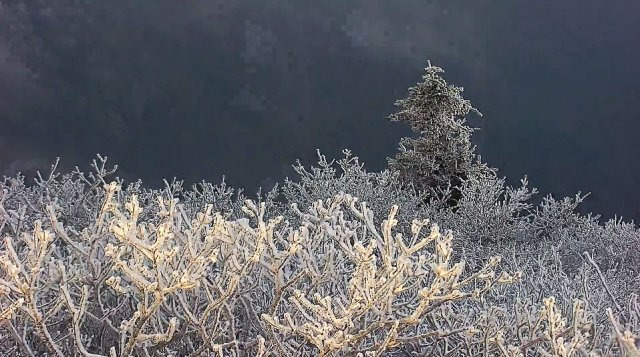 14일 덕유산에 상고대가 활짝 폈다. 13일 저녁부터 영하로 떨어지면서 이튿날 새벽 6시에는 영하 7도까지 내려갔다. 구름 속에 95%의 습도가 형성되면서 약 3cm 두께의 상고대가 형성됐다. 덕유산국립공원 제공