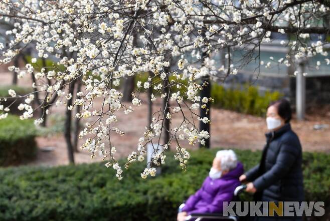 9일 오후 서울 행당동 왕십리광장에서 시민들이 활짝 핀 매화꽃 사이를 지나가고 있다. 박태현 기자