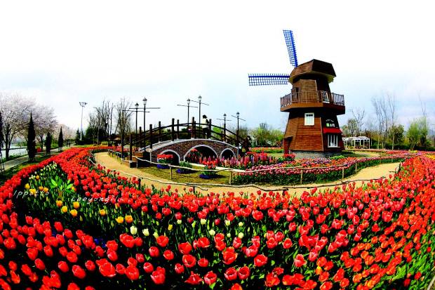 순천만국가정원 튤립정원에 심겨진 튤립꽃이 질때면 시청에서 매년 무료나눔 행사를 벌이고 있다. [순천시 제공]