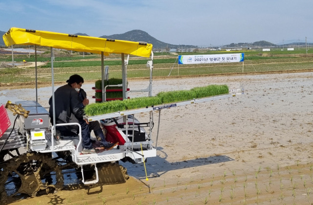 ▲올해 영광군 첫 모내기가 15일 군남면 반안리에서 시작됐다 ⓒ 영광군