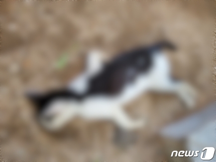 부산 해운대구 한 아파트 단지에서 발견된 고양이 사체. 동물자유연대 제공=뉴스1