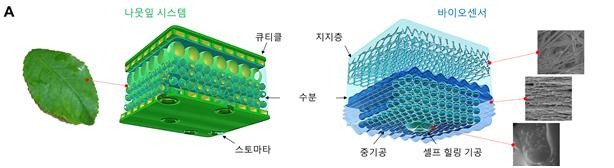 나뭇잎 항상성 시스템을 모사한 항상성 바이오센서 아키텍처.[고려대학교 제공]