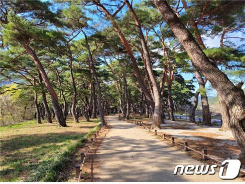 작은결혼식이 열리는 계곡으로 올라가는 솔바람길.(운문산관리단 제공) © 뉴스1