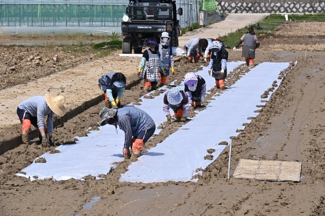 절기상 곡우를 하루 앞둔 19일 경기 화성시 경기도농업기술원에서 관계자들이 연구용 못자리 작업을 하고 있다. 뉴시스