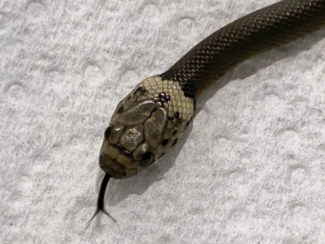 야생동물 구조센터는 이 뱀이  '페일 헤드 스네이크'(Pale Headed Snake)라고 밝혔다. 야생동물 구조센터 제공. AP뉴시스