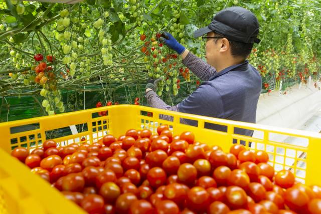 경상북도 상주시에 위치한 새봄의 스마트팜에서 관계자가 '스낵토마토'를 수확하고 있다./사진 제공=홈플러스