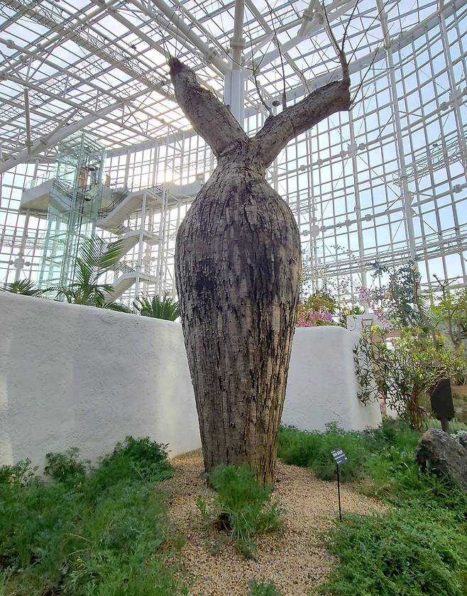 페루산 케이바물병나무