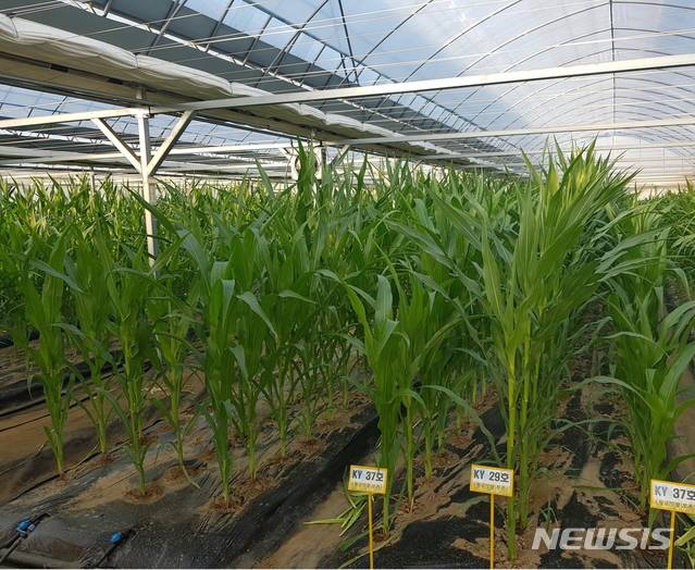 【괴산=뉴시스】김재광 기자 = 충북 괴산군이 신품종 식용옥수수인 '황금맛찰옥수수' 종자를 농가에 보급한다.2018.11.28.(사진=괴산군 제공) photo@newsis.com