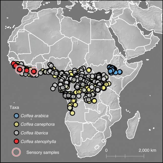 아프리카 내 아라비카(Coffea arabica)와 로부스타(Coffea canephora), 스테노필라(Coffea stenophylla)의 분포를 표시했다. 아라비카는 아프리카 동부 에티오피아에서 주로 자생하는 반면 스테노필라는 아프리카 서부에서 자란다. 네이처 플랜트 제공