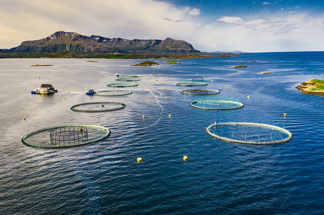 노르웨이의 연어 양식장 모습. 골칫거리인 ‘바다 이’를 제거하기 위해 많은 야생 청소부 물고기를 잡아넣는 방식에 문제가 있다는 지적이 나온다. 게티이미지뱅크