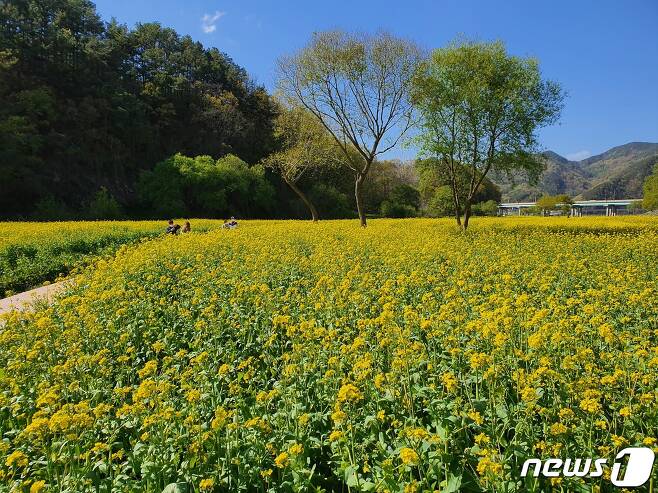 갈아 엎기로 결정한 충북 옥천의 금강변 유채꽃밭.© 뉴스1