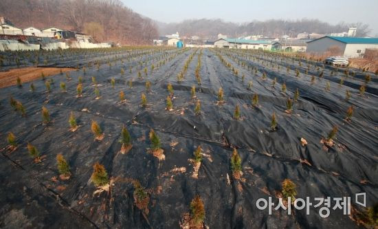 한국토지주택공사(LH) 일부 직원들의 광명시흥 신도시 땅 투기 의혹이 제기된 경기도 시흥시 과림동의 한 토지에 지난달 10일 묘목이 심어져 있다./시흥=김현민 기자 kimhyun81@