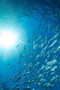 클립아트코리아