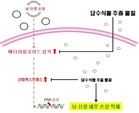 뇌신경의 손상 억제 및 베타아밀로이드 침착 억제 기전 규명   [국립낙동강생물자원관 제공. 재판매 및 DB 금지]