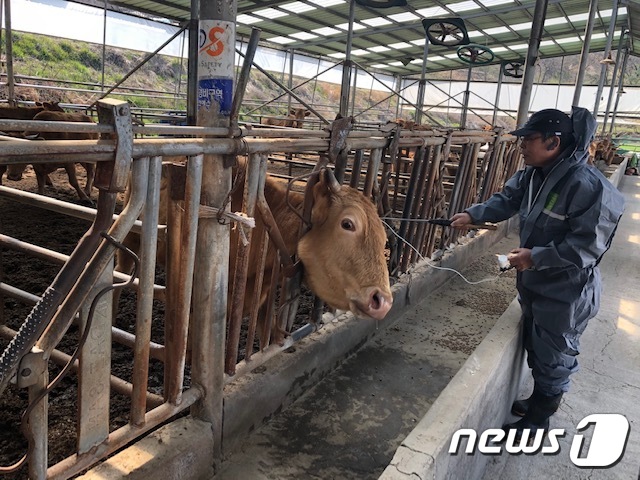 전북 장수군이 23일 소 및 염소 구제역 백신 일제접종을 완료했다.(장수군 제공)2021.4.23/뉴스1