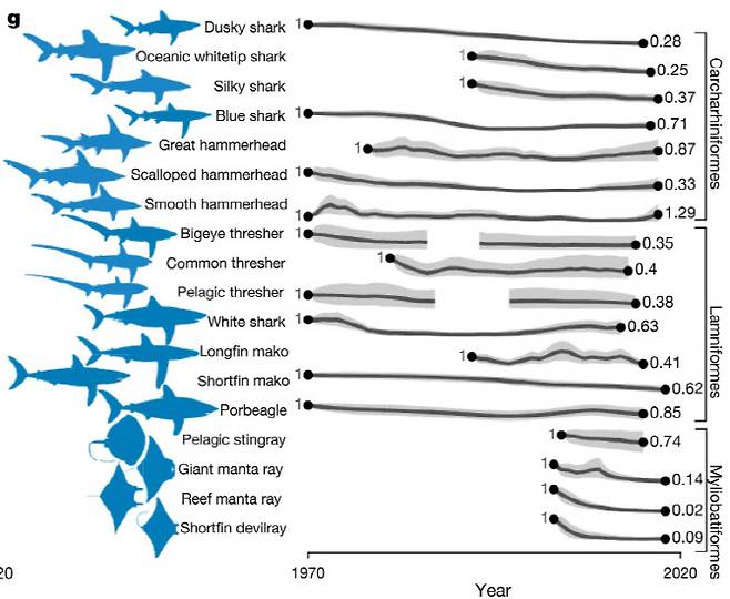 ‘Half a century of global decline in oceanic sharks and rays’ 논문에 실린 최근 상어 개체수 추이.(자료=네이처지)