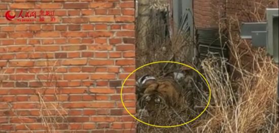 23일(현지 시각) 중국 헤이룽장성 미산의 한 마을에서 야생 호랑이가 발견됐다. [사진제공=하얼빈신문]