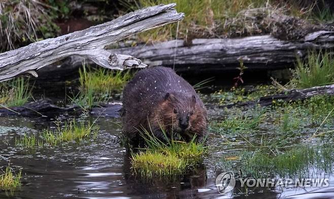 파타고니아 숲의 비버 [AFP=연합뉴스 자료사진]