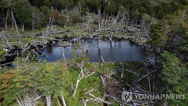 비버가 갉아서 죽게 한 파타고니아 숲의 나무들 [AFP=연합뉴스]