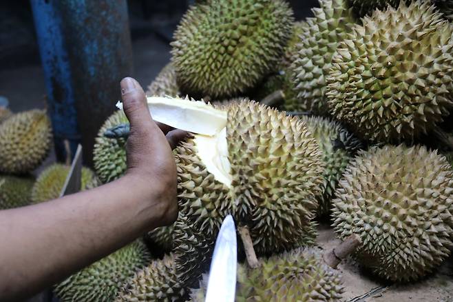 껍질은 뾰족 단단, 속은 크림같이 부드러운 두리안 [자카르타=연합뉴스]