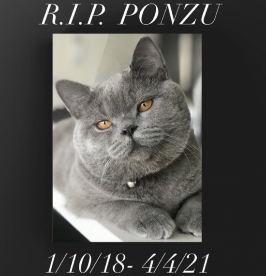 지난 4일(현지 시각) 3만 명 이상의 팔로워를 보유한 스타 고양이 '폰주(Ponzu)'가 12세 소년에게 구타 당해 숨지는 사건이 발생해 폰주를 향한 애도의 물결이 이어지고 있다. [사진제공=인스타그램]