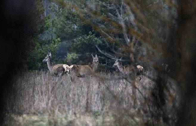 우크라이나 체르노빌 출입금지구역 내  숲에서 발견된 지난 13일 사슴들의 모습이 포착됐다. AP 연합뉴스