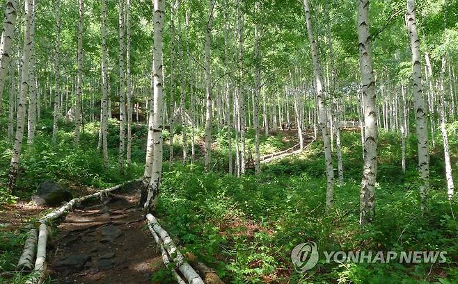 강원 인제 원대리 자작나무 숲 [연합뉴스 자료사진]