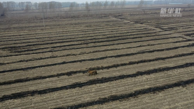 논밭을 어슬렁거리는 호랑이의 모습. 신화통신 캡처