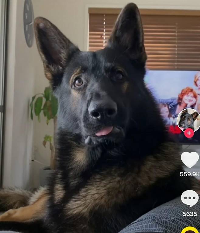 은퇴한 마약 탐지견 단테 마약(코카인)이라는 말을 듣고 귀를 쫓긋 세우고 있다. 데이비 러더퍼드 틱톡 캡처. 재판매 및 DB 금지.