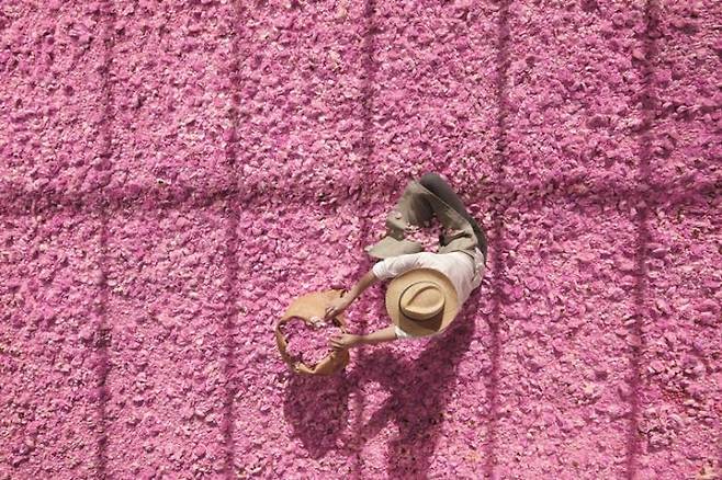 아름다운 그라스 로즈의 수확 현장. ©Arnaud Pyvka