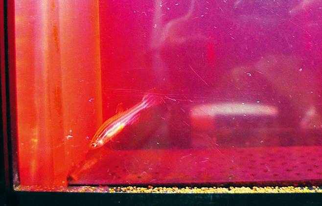 어류생물감시장치 속에서 지브라피시가 유유히 헤엄치고 있다.