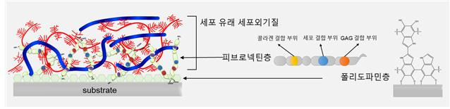 세포외기질이 강하게 결합된 소재 구조 모식도 - 금속 표면에 고정된 폴리도파민에 의해 피브로넥틴이 균일하고 견고하게 코팅되고 피브로넥틴의 콜라겐 및 당단백질 결합 부위를 통해 세포 유래 세포외기질이 강하게 결합된 표면을 제조할 수 있다.KIST 제공