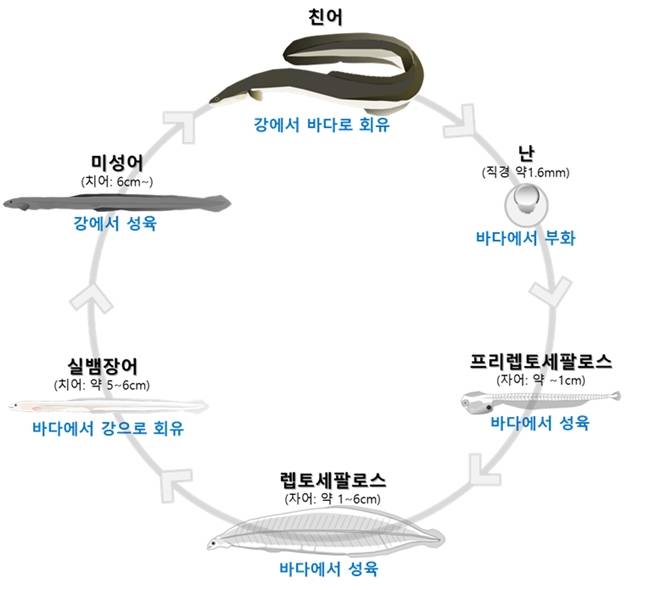 뱀장어의 생애. /사진=국립수산과학원