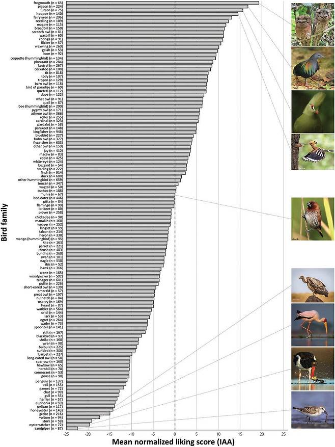 인스타그램 조류 인기 순위./i-Perception