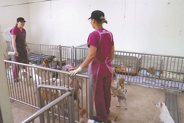 제주 첨단동길 유기동물보호소의 실내 건물에서 봉사자들이 청소를 하고 있다. 한국일보 자료사진