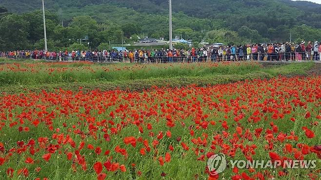 하동북천 꽃양귀비 축제 [하동군 제공]