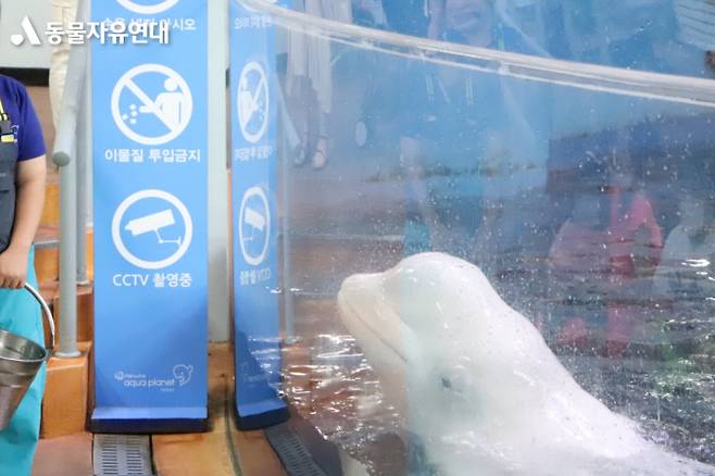 한화 여수아쿠아플래닛에서 사육 중인 벨루가(흰고래)의 모습. 동물자유연대 제공.