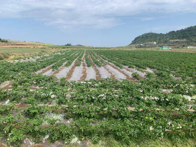 전북도의회 의원이 2014년 매입한 제주시 한경면 일대의 감자밭. 제주에서 300km 떨어진 전북 익산에서 거주하는 김 의원은 농경계획서에 '자기노동력'으로 직접 마늘과 감자를 심겠다고 기재했지만 해당 필지는 현재 농어촌공사에 임대 중이다. 제주=김영훈 기자