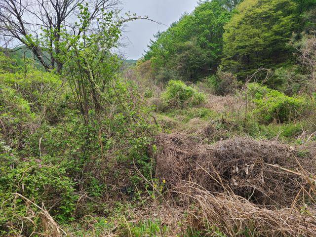경북도의회 황병직 의원 배우자 소유의 경북 영주시 단산면 좌석리 밭. 농업경영계획서엔 콩 농사를 짓겠다고 썼으나 실제론 잡초와 나무가 우거진 황무지나 다름 없었다. 영주=윤현종 기자