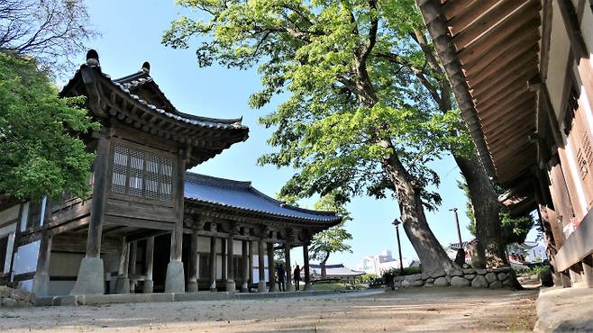 강릉대도호부 관아 칠사당. 호적, 농사, 병무, 교육, 세금, 재판, 풍속 등 7가지 일을 다루는 관청이란 뜻이라 칠사당이다. 일제 강점기엔 일본 수비대가 주둔했다. 1958년까지는 강릉시장 관사로도 쓰였다. 은행나무 수령은 560년.