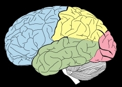 대뇌피질(파란색 부분 전두엽). 출처-위키백과